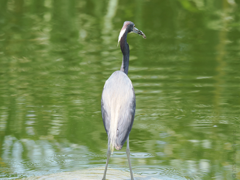 Caught in the act! This heron knows there’s no such thing as too early for a sushi snack—especially when you catch it yourself. Caught in the act! This heron knows there’s no such thing as too early for a sushi snack—especially when you catch it yourself.