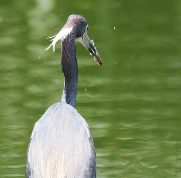 Caught in the act—this heron just turned lunchtime into showtime. When you want fresh seafood, trust a bird who fishes it himself! Caught in the act—this heron just turned lunchtime into showtime. When you want fresh seafood, trust a bird who fishes it himself!
