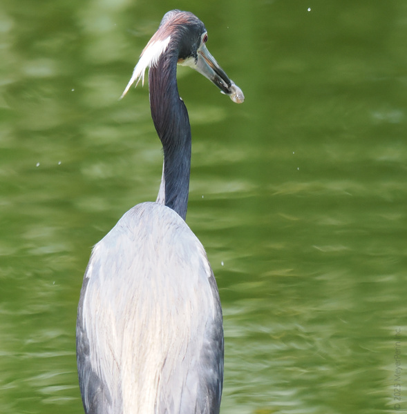 Caught in the act! This tricolored heron knows the early bird gets the... well, breakfast. Fish on the menu, style on point. Caught in the act! This tricolored heron knows the early bird gets the... well, breakfast. Fish on the menu, style on point.