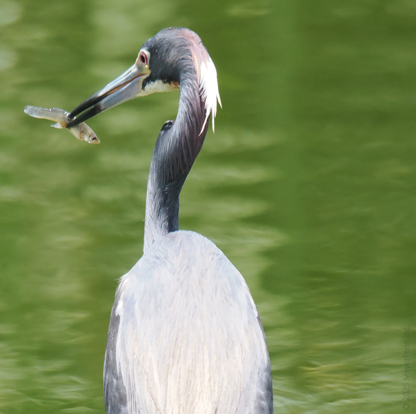 Talk about fast food—this heron doesn’t even need a drive-thru. One swift move and lunch is served, fresh from the water! Talk about fast food—this heron doesn’t even need a drive-thru. One swift move and lunch is served, fresh from the water!