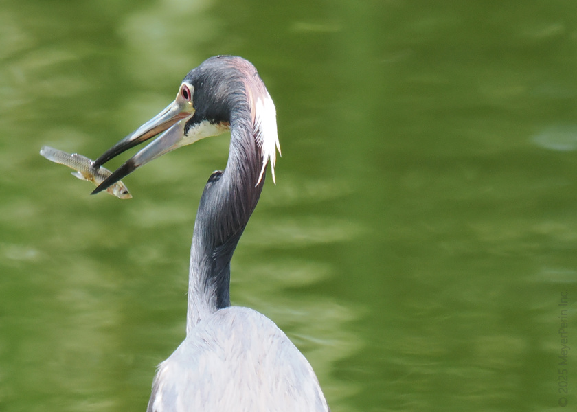 When life gives you fish, channel your inner heron and turn it into lunch. Fast food never looked so graceful. When life gives you fish, channel your inner heron and turn it into lunch. Fast food never looked so graceful.