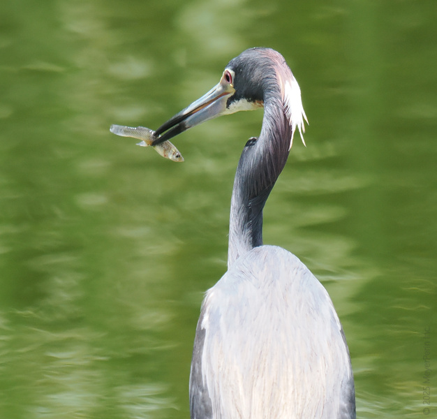 Catch of the day, coming right up! This heron knows that patience pays off—especially when dinner tries to swim away. Catch of the day, coming right up! This heron knows that patience pays off—especially when dinner tries to swim away.
