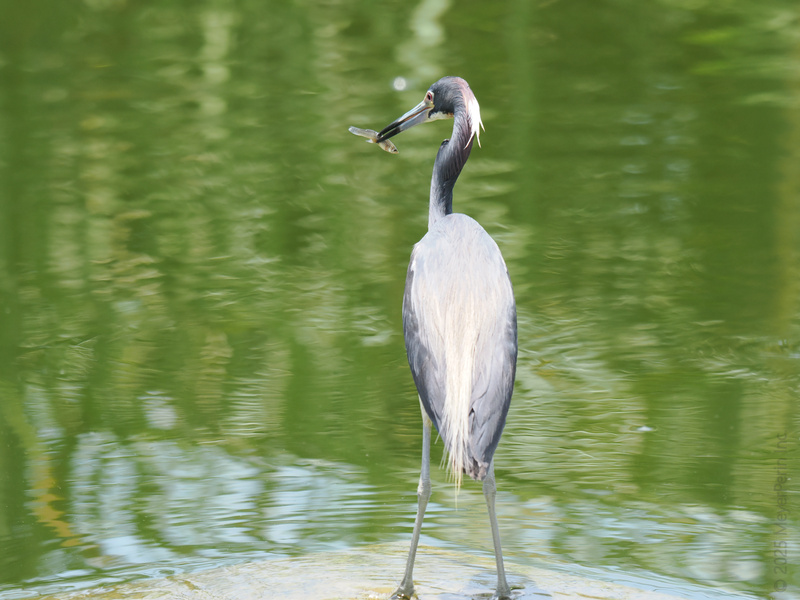 When the heron says it’s grabbing a quick bite, it really means it! This is how you brunch when you’re a master of patience and precision. When the heron says it’s grabbing a quick bite, it really means it! This is how you brunch when you’re a master of patience and precision.