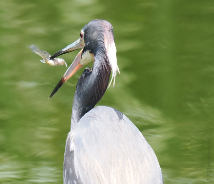 Blink and you’ll miss it—this heron knows how to reel in a fresh catch before lunch! Now that’s what we call fast food. Blink and you’ll miss it—this heron knows how to reel in a fresh catch before lunch! Now that’s what we call fast food.