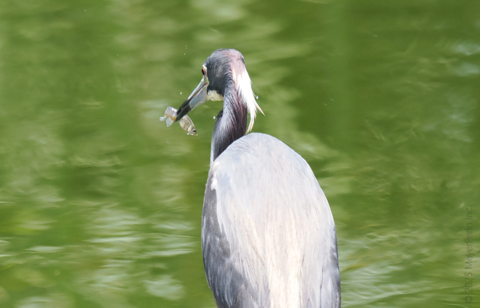 This heron doesn’t fish for compliments—just lunch. A quick dip, and it’s fresh catch of the day served with a side of style. This heron doesn’t fish for compliments—just lunch. A quick dip, and it’s fresh catch of the day served with a side of style.