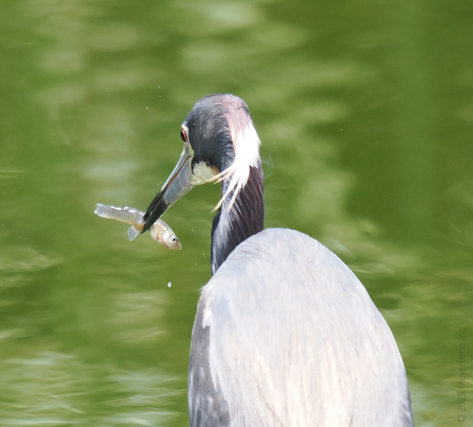 Snatched right out of the water—this heron never skips a fresh-caught lunch date. When it comes to fast food, nature delivers! Snatched right out of the water—this heron never skips a fresh-caught lunch date. When it comes to fast food, nature delivers!