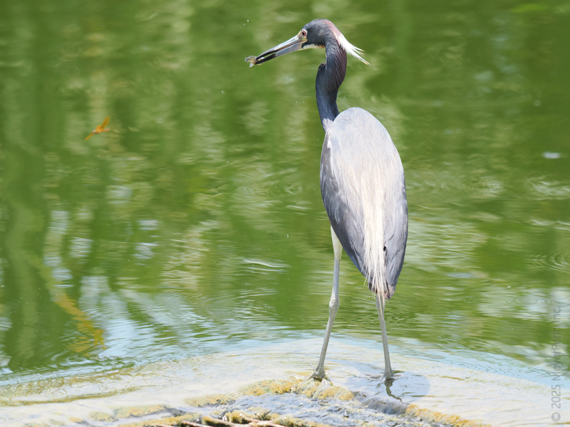 Who’s fishing for compliments? This Tricolored Heron just landed lunch and is looking fresher than the pond it calls home. Talk about a catch of the day! Who’s fishing for compliments? This Tricolored Heron just landed lunch and is looking fresher than the pond it calls home. Talk about a catch of the day!
