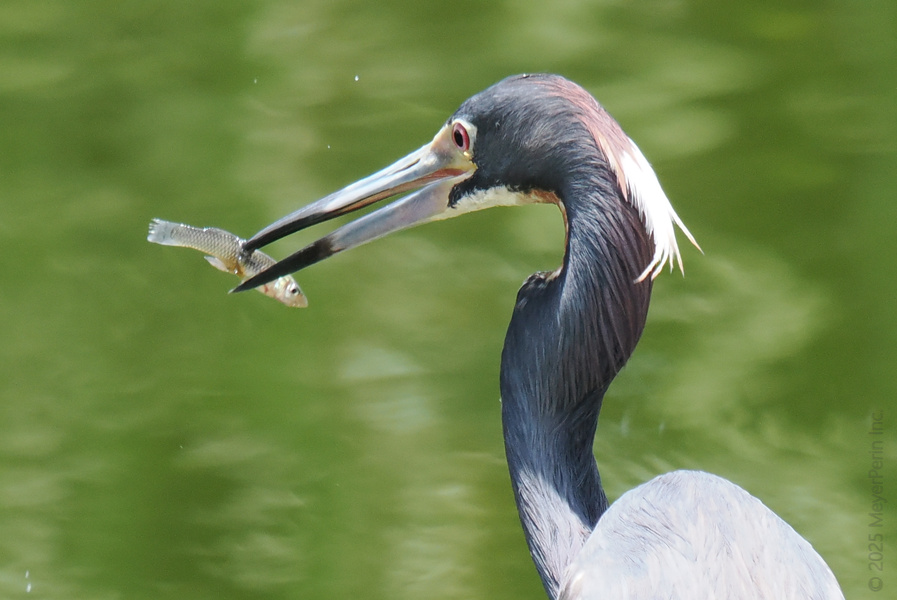 Caught in the act! This heron just turned “catch of the day” into “snack of the second”—proof that patience (and a sharp beak) pays off. Caught in the act! This heron just turned “catch of the day” into “snack of the second”—proof that patience (and a sharp beak) pays off.