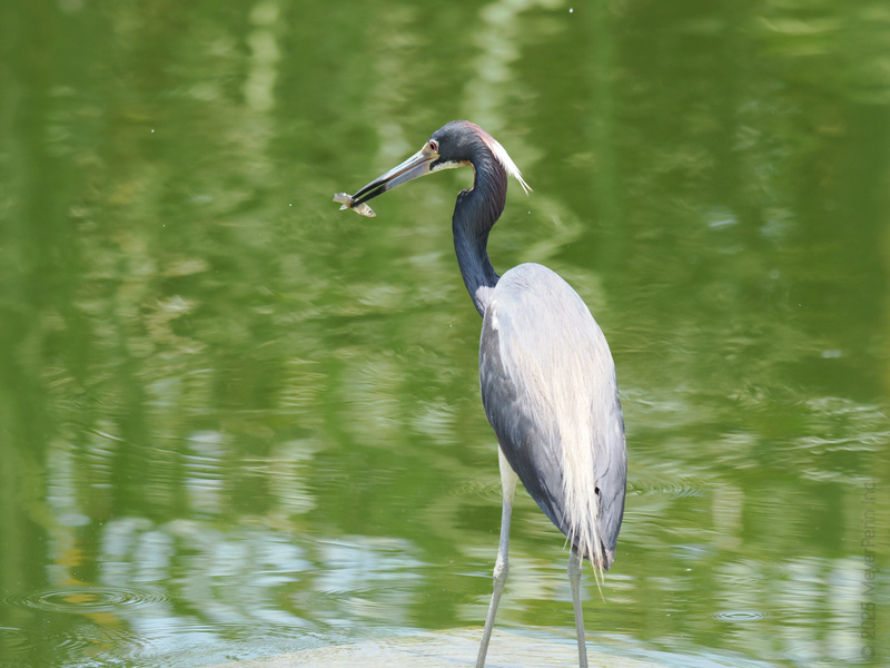 Dinner and a show, courtesy of this heron! When life hands you a pond, go fishing in style.