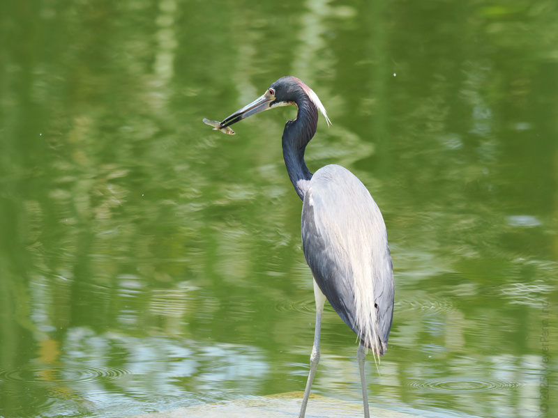 Guess who’s the catch of the day? This heron just served up fresh fish—proof that patience pays off (and sometimes sizzles). Guess who’s the catch of the day? This heron just served up fresh fish—proof that patience pays off (and sometimes sizzles).