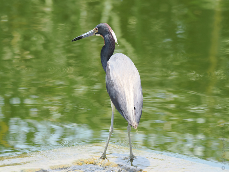 Who struts the runway better than a Tricolored Heron? Nature’s model is serving looks and fishing tips, all while keeping those feathers flawless. Who struts the runway better than a Tricolored Heron? Nature’s model is serving looks and fishing tips, all while keeping those feathers flawless.