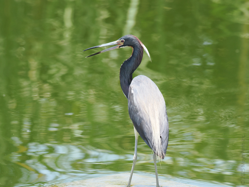 Stop scrolling! This tricolored heron has some serious style—and isn’t afraid to squawk about it. Catch a glimpse of elegance in the wild, no filter needed. Stop scrolling! This tricolored heron has some serious style—and isn’t afraid to squawk about it. Catch a glimpse of elegance in the wild, no filter needed.