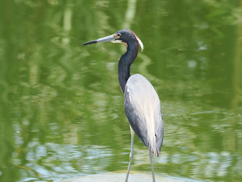 Striking a pose like a runway model, this Tricolored Heron knows all the best spots by the water. Catch me if you can—style this effortless doesn’t wait around! Striking a pose like a runway model, this Tricolored Heron knows all the best spots by the water. Catch me if you can—style this effortless doesn’t wait around!