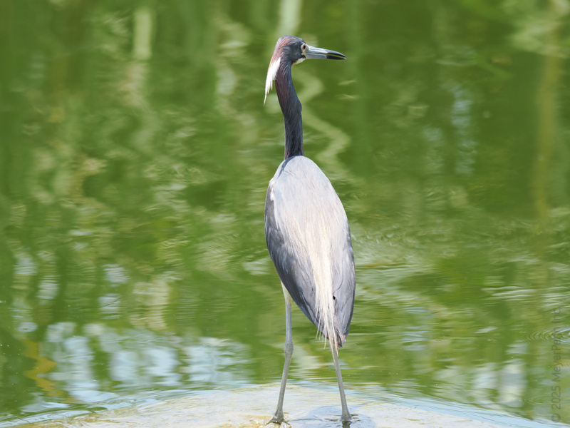 When you’re as graceful as a heron, every pond becomes a runway. Strutting through life, winged and unbothered—ready to steal the spotlight! When you’re as graceful as a heron, every pond becomes a runway. Strutting through life, winged and unbothered—ready to steal the spotlight!