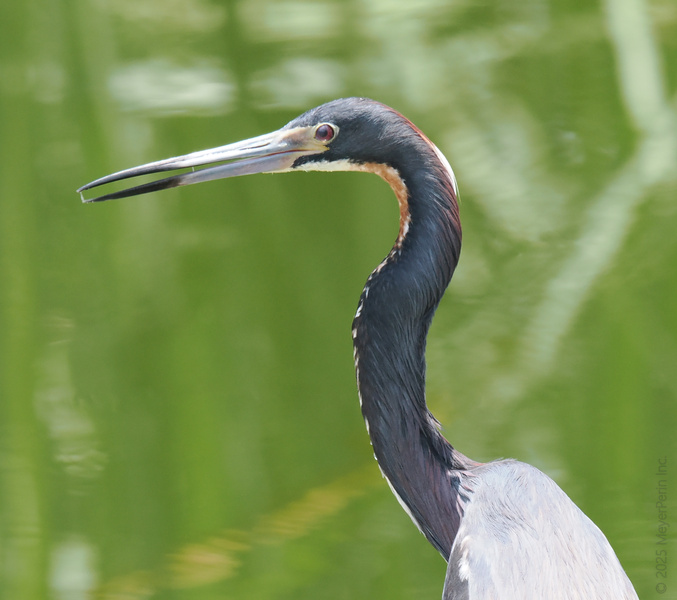 Ready to turn heads? This Tricolored Heron proves you don’t need filters when you’re rocking natural elegance. Iconic neck game, effortless style. Ready to turn heads? This Tricolored Heron proves you don’t need filters when you’re rocking natural elegance. Iconic neck game, effortless style.