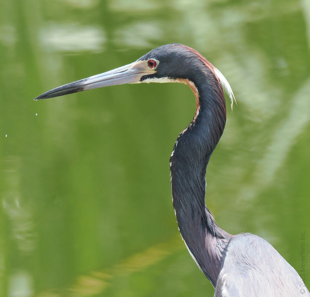 Staring contest champion: the Tricolored Heron. When you look this sharp, fishing is just another walk down the runway. Staring contest champion: the Tricolored Heron. When you look this sharp, fishing is just another walk down the runway.