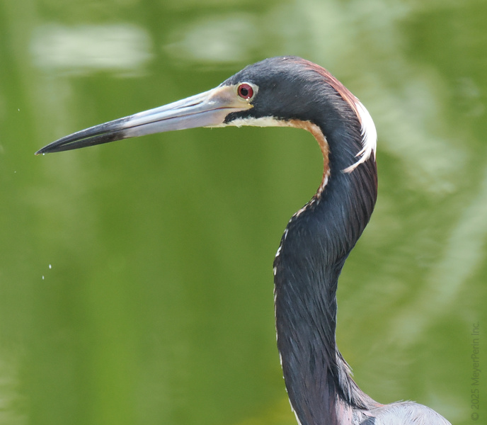 Don’t blink—you might miss the Tricolored Heron serving up some serious neck game. Proof that elegance lives in the wild (and knows how to strike a pose)! Don’t blink—you might miss the Tricolored Heron serving up some serious neck game. Proof that elegance lives in the wild (and knows how to strike a pose)!