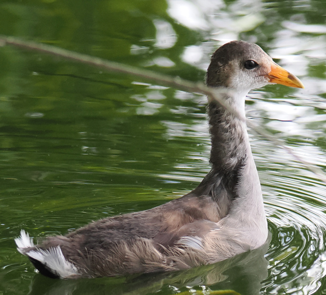 Caught you birdwatching! This juvenile goose is making a splash with its fuzzy charm—because every glow-up starts somewhere. Caught you birdwatching! This juvenile goose is making a splash with its fuzzy charm—because every glow-up starts somewhere.