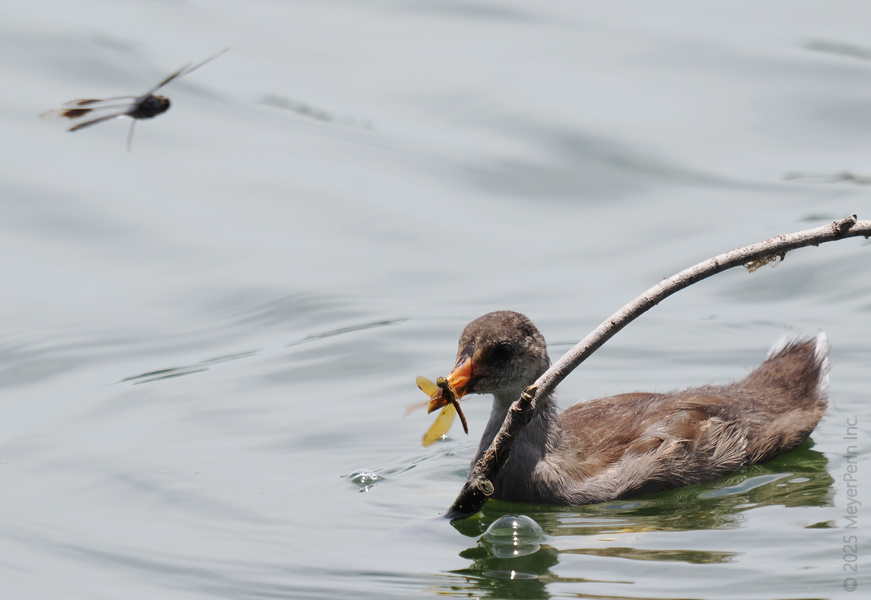 When life gives you dragonflies, this young moorhen calls it lunch. Sometimes your meal just flies straight to you! When life gives you dragonflies, this young moorhen calls it lunch. Sometimes your meal just flies straight to you!