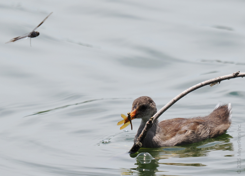 Blink and you’ll miss it—a coot just snatched a dragonfly mid-swim! Proof that fast food isn’t just for humans. Blink and you’ll miss it—a coot just snatched a dragonfly mid-swim! Proof that fast food isn’t just for humans.