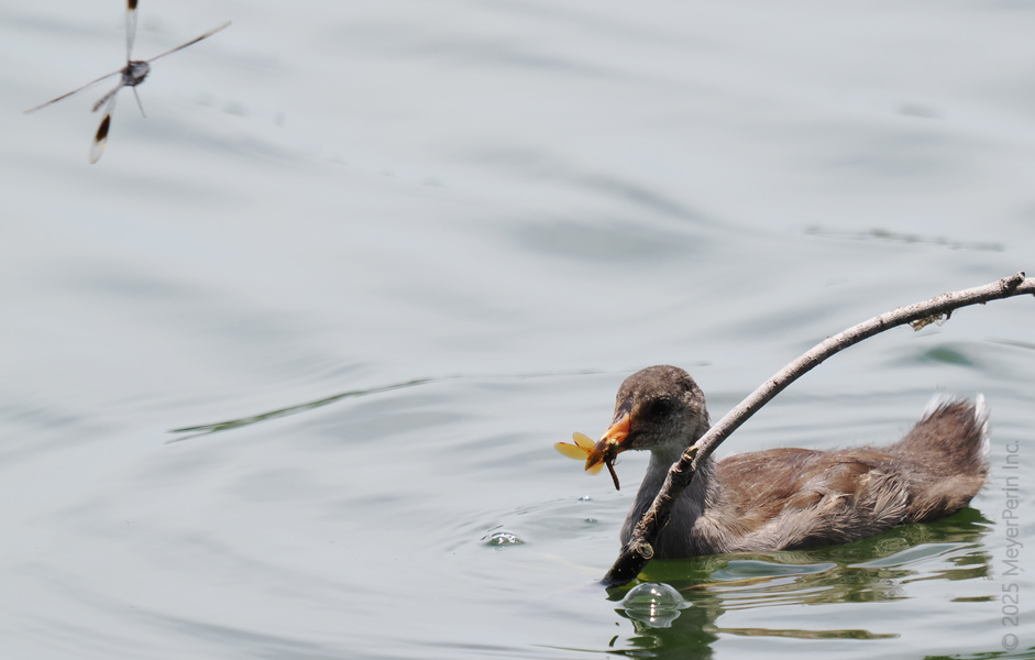 Who ordered the fly-through lunch? This clever duckling knows that the freshest snacks are the ones that come to you. Who ordered the fly-through lunch? This clever duckling knows that the freshest snacks are the ones that come to you.