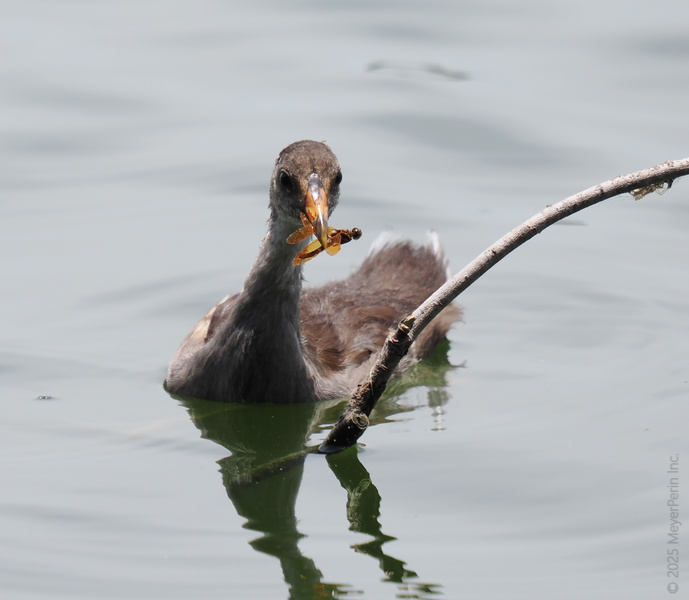 Caught in the act! This moorhen just made lunch a flying affair—dragonflies beware, there’s a new top chef on the pond today. Caught in the act! This moorhen just made lunch a flying affair—dragonflies beware, there’s a new top chef on the pond today.