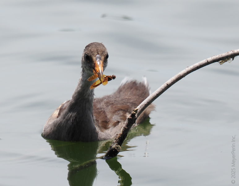 Caught in the act! This moorhen just turned snack time into showtime with a dragonfly delicacy—dining à la pond never looked so fierce. Caught in the act! This moorhen just turned snack time into showtime with a dragonfly delicacy—dining à la pond never looked so fierce.