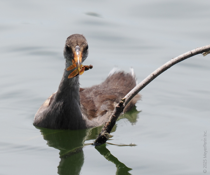 When lunch flies right to your beak—talk about service! This young moorhen proves that the early bird really does catch the dragonfly. When lunch flies right to your beak—talk about service! This young moorhen proves that the early bird really does catch the dragonfly.