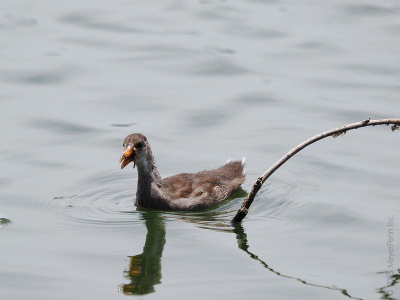 Who needs a yacht when you’ve got webbed feet? This young moorhen is here to prove that sometimes, all you need is confidence and a paddle. Who needs a yacht when you’ve got webbed feet? This young moorhen is here to prove that sometimes, all you need is confidence and a paddle.