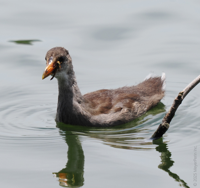 Caught mid-snack! This moorhen is here to remind you: life’s better when you swim at your own pace (and never skip lunch). Caught mid-snack! This moorhen is here to remind you: life’s better when you swim at your own pace (and never skip lunch).