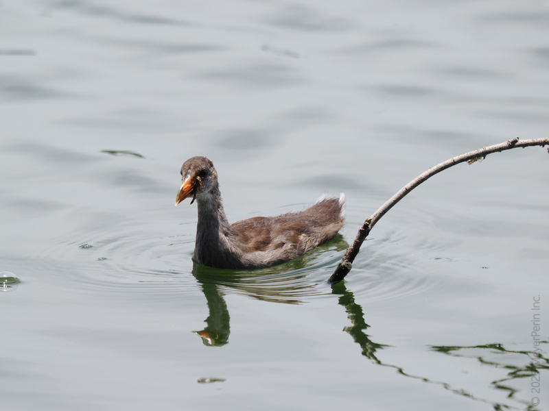 Caught mid-snack! This young moorhen is making a splash—and proving lunchtime is best enjoyed with a side of adventure. Caught mid-snack! This young moorhen is making a splash—and proving lunchtime is best enjoyed with a side of adventure.