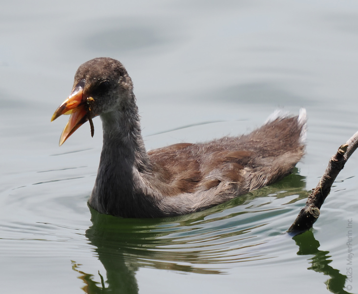 Did someone say lunch on the go? This moorhen sure knows how to snack and swim—multitasking level: expert. Did someone say lunch on the go? This moorhen sure knows how to snack and swim—multitasking level: expert.