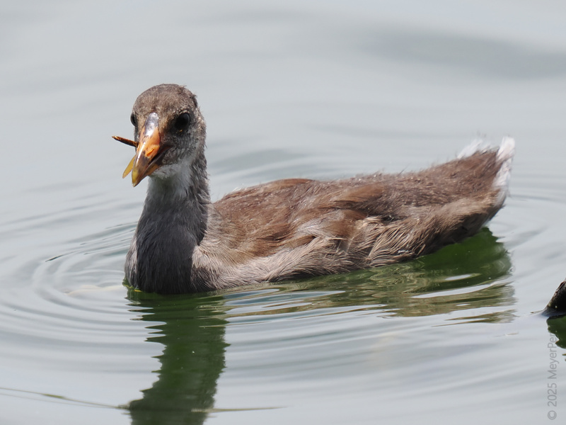 Making waves and snacking on the go—this young moorhen knows how to keep lunch and life afloat. Would you paddle up to say hello? Making waves and snacking on the go—this young moorhen knows how to keep lunch and life afloat. Would you paddle up to say hello?