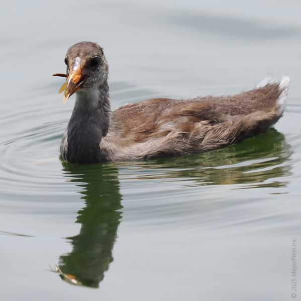Caught mid-snack! This young moorhen knows the best meals are enjoyed with a side of sunshine and ripples. Who else wants to join this lunch date on the lake? Caught mid-snack! This young moorhen knows the best meals are enjoyed with a side of sunshine and ripples. Who else wants to join this lunch date on the lake?