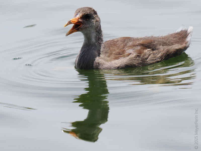 Quack up your day—this young moorhen has stories to tell and zero filter to hold back. Ready to spill the pond’s best-kept secrets! Quack up your day—this young moorhen has stories to tell and zero filter to hold back. Ready to spill the pond’s best-kept secrets!