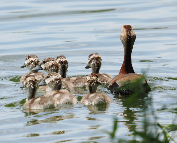 Ready for a quacking good family adventure? These ducks know the best days are spent paddling together—one splash at a time. Ready for a quacking good family adventure? These ducks know the best days are spent paddling together—one splash at a time.
