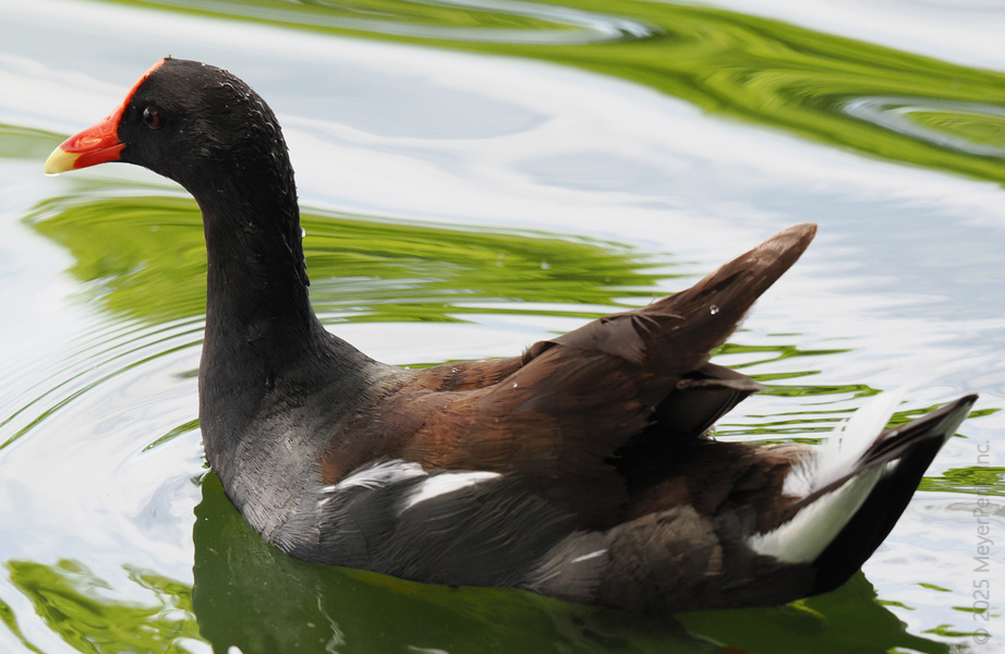 Making waves and looking fabulous—this Common Moorhen proves you don’t need fancy feathers to be the coolest bird on the pond. Making waves and looking fabulous—this Common Moorhen proves you don’t need fancy feathers to be the coolest bird on the pond.