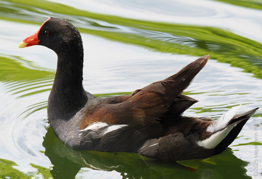 Feeling moorish? This moorhen sure is—gliding through life with style, sass, and that signature pop of red. Now that’s how you make a splash! Feeling moorish? This moorhen sure is—gliding through life with style, sass, and that signature pop of red. Now that’s how you make a splash!