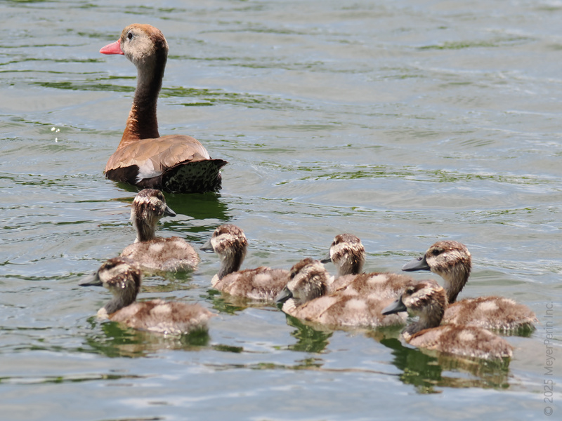 Ready, set, waddle! When it comes to family goals, these ducks know how to make a splash—and yes, everyone’s following mom’s lead. Ready, set, waddle! When it comes to family goals, these ducks know how to make a splash—and yes, everyone’s following mom’s lead.