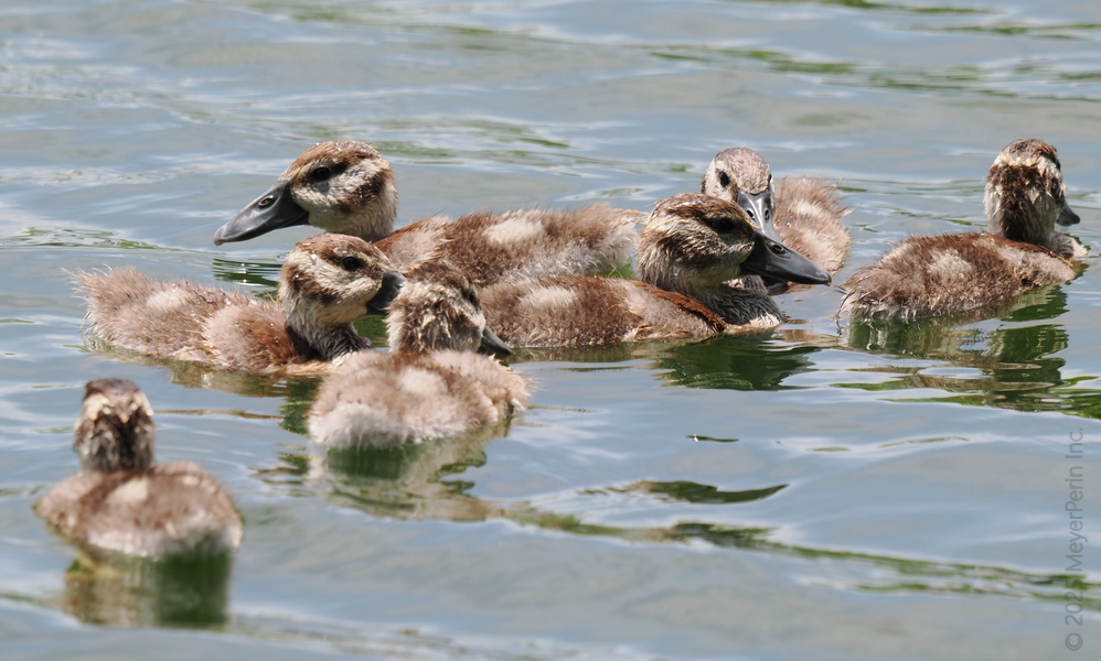 Warning: Cuteness overload ahead! When ducklings roll up with their squad, you know it’s going to be a splash hit. Paddle goals, achieved. Warning: Cuteness overload ahead! When ducklings roll up with their squad, you know it’s going to be a splash hit. Paddle goals, achieved.