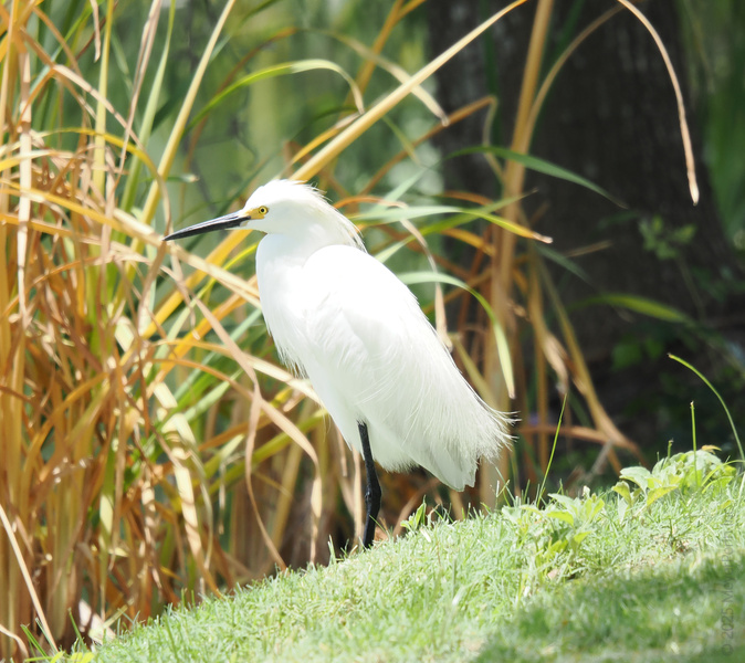 Warning: Snowy Egret serving major feather envy! When you’re this sharp, even the marsh grass turns green with jealousy. Warning: Snowy Egret serving major feather envy! When you’re this sharp, even the marsh grass turns green with jealousy.