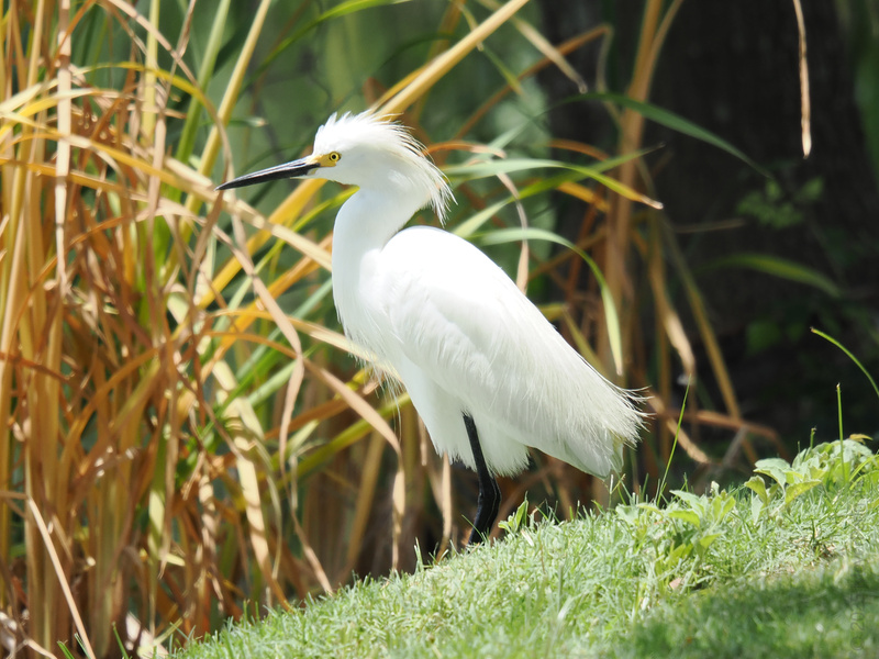 Stop scrolling—this Snowy Egret just redefined "effortlessly cool." Proof that nature’s best runway is a patch of sunshine and some good hair day energy. Stop scrolling—this Snowy Egret just redefined "effortlessly cool." Proof that nature’s best runway is a patch of sunshine and some good hair day energy.