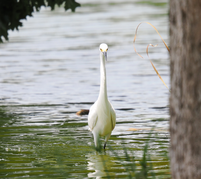 Did someone call for elegance? This egret just strutted into the chat—proof that nature’s runway models wear feathers, not fur! Did someone call for elegance? This egret just strutted into the chat—proof that nature’s runway models wear feathers, not fur!