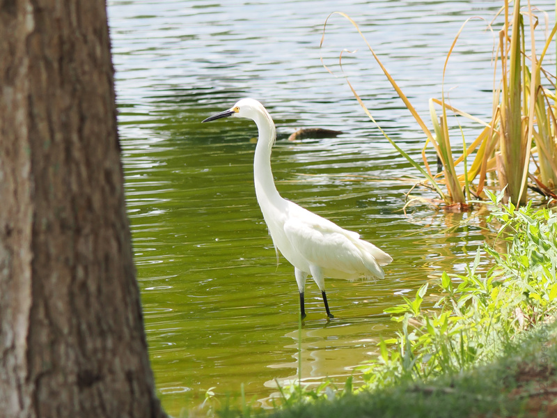 Who says you need feathers to look elegant? This egret proves that a leisurely stroll by the water is always a fashion statement worth making. Who says you need feathers to look elegant? This egret proves that a leisurely stroll by the water is always a fashion statement worth making.