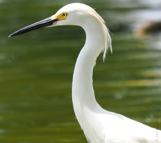 Who taught this Snowy Egret about angles? Striking a pose so sharp, even the fish are intimidated. Beauty and grace, straight from the wetlands runway. Who taught this Snowy Egret about angles? Striking a pose so sharp, even the fish are intimidated. Beauty and grace, straight from the wetlands runway.