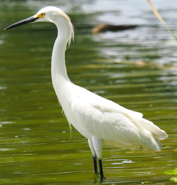 Strutting into the week like this Snowy Egret—poised, elegant, and ready to fish out the best opportunities. Who knew birdwatching could look this chic? Strutting into the week like this Snowy Egret—poised, elegant, and ready to fish out the best opportunities. Who knew birdwatching could look this chic?