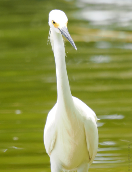 Caught staring? This snow-white egret knows that true elegance means owning your spotlight—even if it’s just a quiet moment by the water. Caught staring? This snow-white egret knows that true elegance means owning your spotlight—even if it’s just a quiet moment by the water.