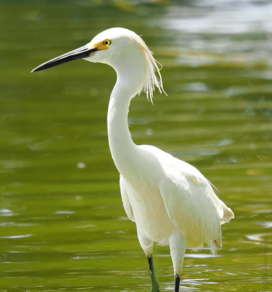 Ready for a splash of elegance? This Snowy Egret knows that effortless style is always in season—no runway required, just a stroll through the water. Ready for a splash of elegance? This Snowy Egret knows that effortless style is always in season—no runway required, just a stroll through the water.