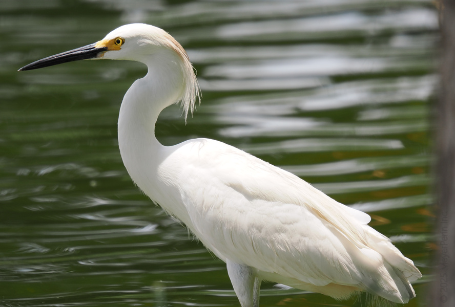 Ever seen a Snowy Egret walk the runway? Strutting its feathery stuff and proving that nature always wears the best white. Ever seen a Snowy Egret walk the runway? Strutting its feathery stuff and proving that nature always wears the best white.