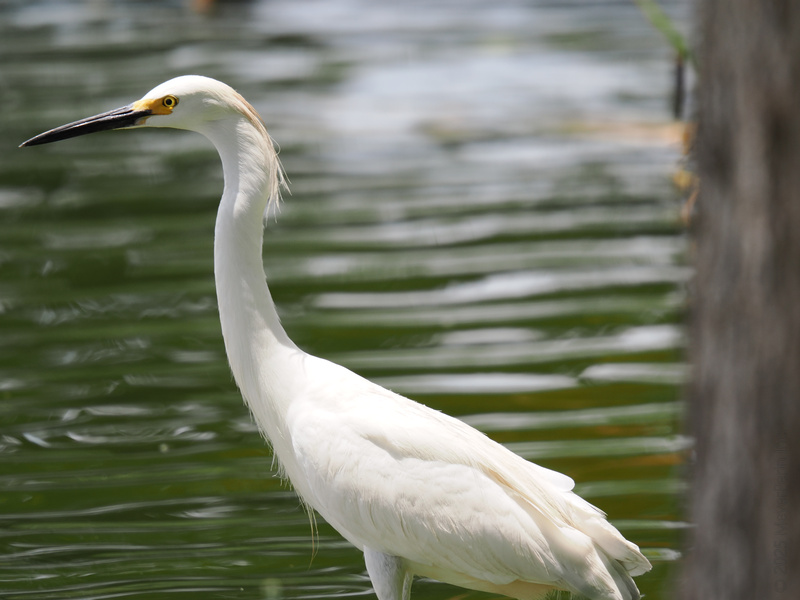 Ready for a splash of elegance? This Snowy Egret knows how to ruffle some feathers and keep it cool while scouting the pond runway. Now that’s a striking pose! Ready for a splash of elegance? This Snowy Egret knows how to ruffle some feathers and keep it cool while scouting the pond runway. Now that’s a striking pose!